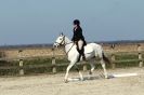 Image 20 in DRESSAGE. ICENI  SPORT  HORSES  AT  MARTHAM