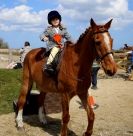 Image 3 in DRESSAGE. ICENI SPORT HORSES AT MARTHAM