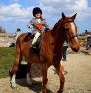 Image 3 in DRESSAGE. ICENI  SPORT  HORSES  AT  MARTHAM