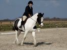 Image 30 in DRESSAGE. ICENI  SPORT  HORSES  AT  MARTHAM