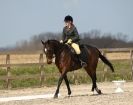 Image 31 in DRESSAGE. ICENI SPORT HORSES AT MARTHAM