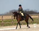 Image 31 in DRESSAGE. ICENI  SPORT  HORSES  AT  MARTHAM