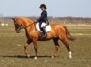 Image 32 in DRESSAGE. ICENI  SPORT  HORSES  AT  MARTHAM