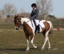 Image 33 in DRESSAGE. ICENI  SPORT  HORSES  AT  MARTHAM