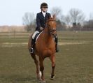 Image 34 in DRESSAGE. ICENI  SPORT  HORSES  AT  MARTHAM