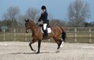 Image 38 in DRESSAGE. ICENI  SPORT  HORSES  AT  MARTHAM