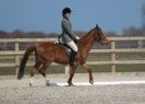 Image 41 in DRESSAGE. ICENI SPORT HORSES AT MARTHAM