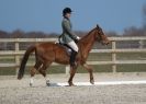 Image 41 in DRESSAGE. ICENI  SPORT  HORSES  AT  MARTHAM