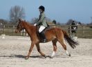 Image 42 in DRESSAGE. ICENI  SPORT  HORSES  AT  MARTHAM