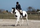 Image 44 in DRESSAGE. ICENI  SPORT  HORSES  AT  MARTHAM