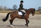 Image 46 in DRESSAGE. ICENI  SPORT  HORSES  AT  MARTHAM