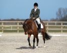 Image 47 in DRESSAGE. ICENI  SPORT  HORSES  AT  MARTHAM