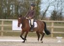 Image 50 in DRESSAGE. ICENI  SPORT  HORSES  AT  MARTHAM