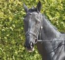 Image 56 in DRESSAGE. ICENI SPORT HORSES AT MARTHAM