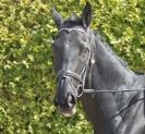 Image 56 in DRESSAGE. ICENI  SPORT  HORSES  AT  MARTHAM