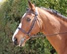 Image 57 in DRESSAGE. ICENI  SPORT  HORSES  AT  MARTHAM