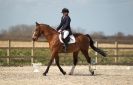 Image 58 in DRESSAGE. ICENI  SPORT  HORSES  AT  MARTHAM