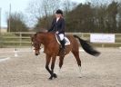 Image 59 in DRESSAGE. ICENI  SPORT  HORSES  AT  MARTHAM