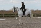 Image 65 in DRESSAGE. ICENI  SPORT  HORSES  AT  MARTHAM