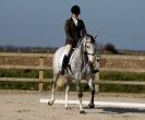 Image 7 in DRESSAGE. ICENI  SPORT  HORSES  AT  MARTHAM