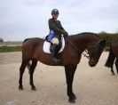 Image 70 in DRESSAGE. ICENI SPORT HORSES AT MARTHAM