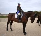 Image 70 in DRESSAGE. ICENI  SPORT  HORSES  AT  MARTHAM