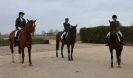 Image 72 in DRESSAGE. ICENI  SPORT  HORSES  AT  MARTHAM