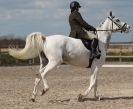 Image 78 in DRESSAGE. ICENI  SPORT  HORSES  AT  MARTHAM