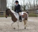 Image 79 in DRESSAGE. ICENI SPORT HORSES AT MARTHAM
