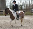 Image 79 in DRESSAGE. ICENI  SPORT  HORSES  AT  MARTHAM