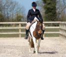 Image 80 in DRESSAGE. ICENI  SPORT  HORSES  AT  MARTHAM