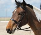 Image 81 in DRESSAGE. ICENI  SPORT  HORSES  AT  MARTHAM