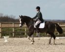 Image 82 in DRESSAGE. ICENI SPORT HORSES AT MARTHAM