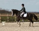 Image 82 in DRESSAGE. ICENI  SPORT  HORSES  AT  MARTHAM