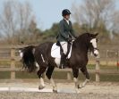 Image 83 in DRESSAGE. ICENI  SPORT  HORSES  AT  MARTHAM