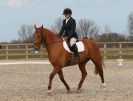 Image 84 in DRESSAGE. ICENI  SPORT  HORSES  AT  MARTHAM