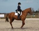 Image 85 in DRESSAGE. ICENI  SPORT  HORSES  AT  MARTHAM