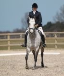 Image 87 in DRESSAGE. ICENI  SPORT  HORSES  AT  MARTHAM