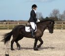 Image 89 in DRESSAGE. ICENI  SPORT  HORSES  AT  MARTHAM