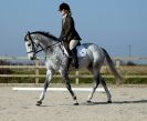 Image 9 in DRESSAGE. ICENI SPORT HORSES AT MARTHAM