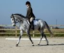 Image 9 in DRESSAGE. ICENI  SPORT  HORSES  AT  MARTHAM