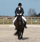 Image 90 in DRESSAGE. ICENI  SPORT  HORSES  AT  MARTHAM