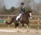 Image 91 in DRESSAGE. ICENI  SPORT  HORSES  AT  MARTHAM