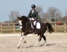 Image 92 in DRESSAGE. ICENI  SPORT  HORSES  AT  MARTHAM