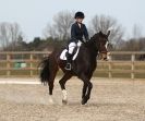 Image 94 in DRESSAGE. ICENI  SPORT  HORSES  AT  MARTHAM