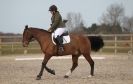 Image 97 in DRESSAGE. ICENI  SPORT  HORSES  AT  MARTHAM