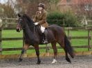 Image 17 in HALESWORTH AND DISTRICT RC. DRESSAGE AT BROADS EC. 7 NOV. 2015.