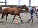 Image 10 in AMANDA BRAHAM. EAST ANGLIAN HORSE AGILITY