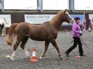 Image 12 in AMANDA BRAHAM. EAST ANGLIAN HORSE AGILITY