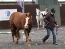 Image 20 in AMANDA BRAHAM. EAST ANGLIAN HORSE AGILITY